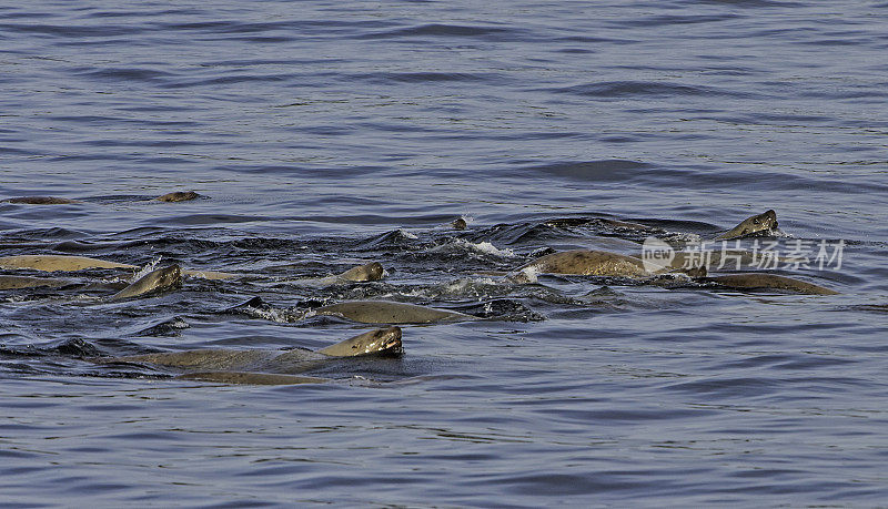 虎头海狮(Eumetopias jubatus)也被称为北部海狮和虎头海狮发现在阿拉斯加沿海的许多地区。锡特卡的声音,阿拉斯加。
